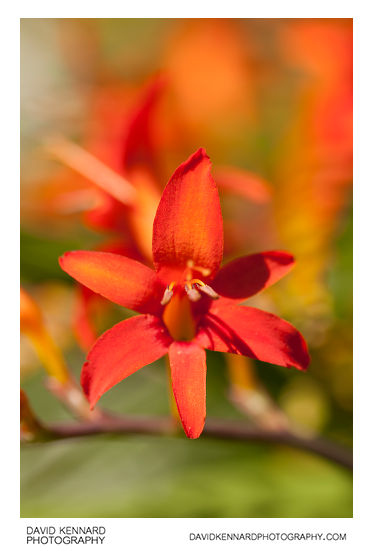 Crocosmia flower