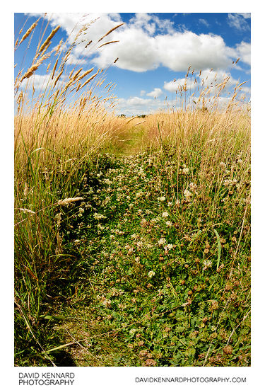 Footpath through Hay field
