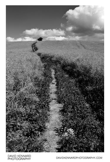 Path through oilseed rape field on Lubenham Hill