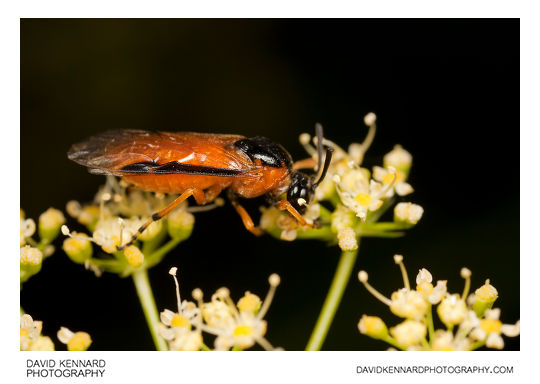 Arge ochropus (Large Rose Sawfly)