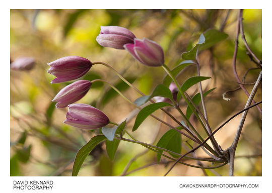 Clematis montana