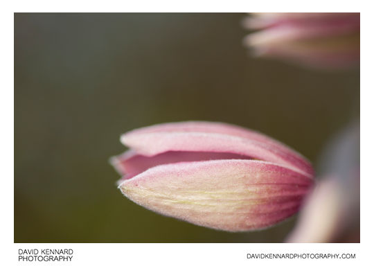 Clematis montana