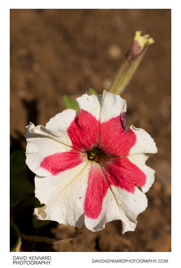 Petunia x Hybrida 'Frost' Pink & White