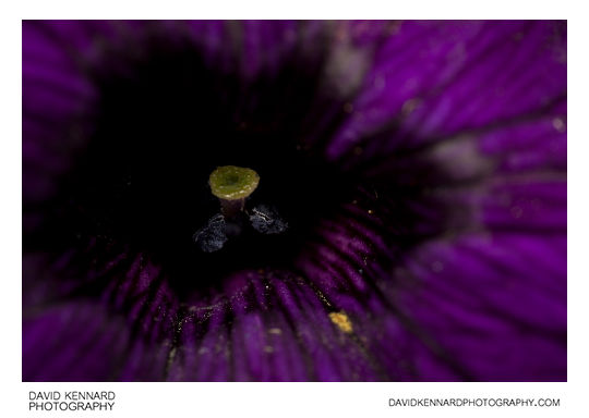 Petunia x Hybrida 'Frost' purple flower centre