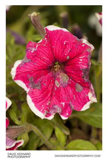 Petunia x Hybrida 'Frost' Pink flower