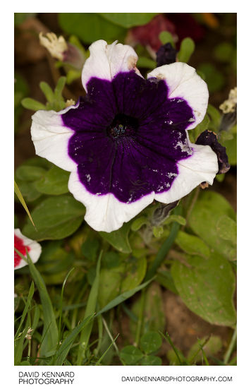 Petunia x Hybrida 'Frost' purple flower
