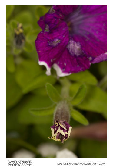 Petunia x Hybrida 'Frost' purple flower