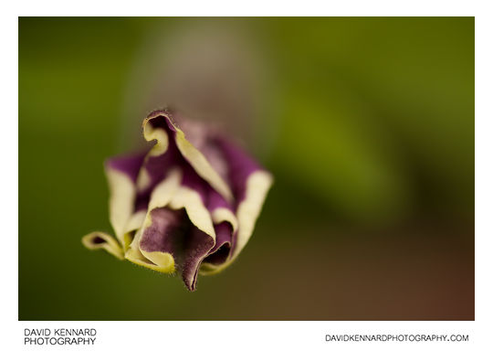 Petunia x Hybrida 'Frost' purple flower bud