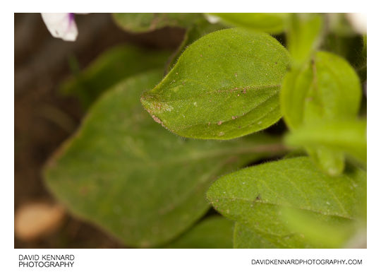 Petunia x Hybrida 'Frost' leaves