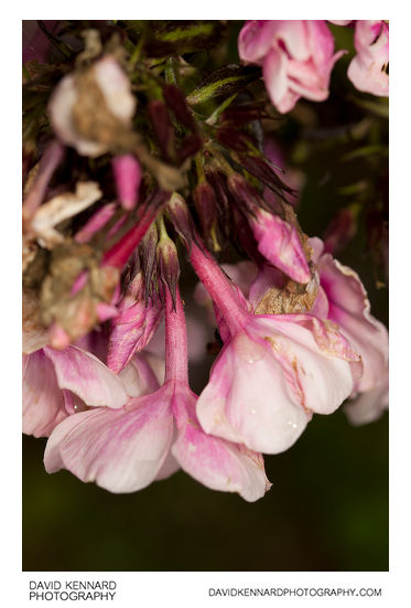 Phlox paniculata 'Bright Eyes' flowers