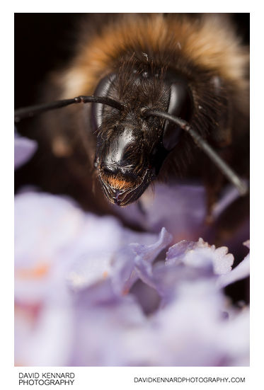 Buff-tailed Bumblebee (Bombus terrestris) on Buddleia