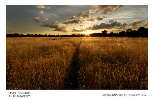 Harborough Hay field at sunset