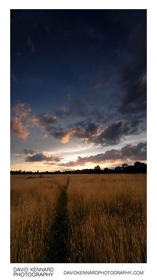 Harborough Hay field at sunset