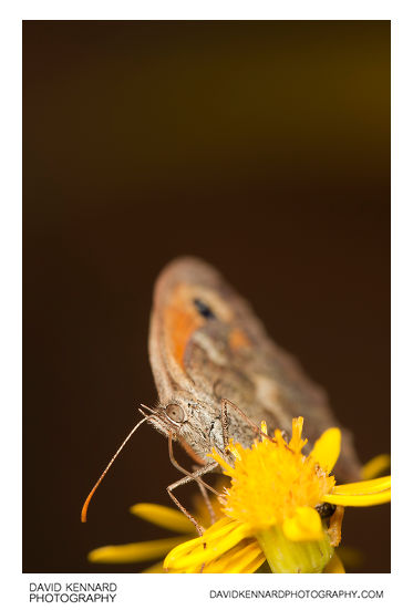 Gatekeeper butterfly (Pyronia tithonus)