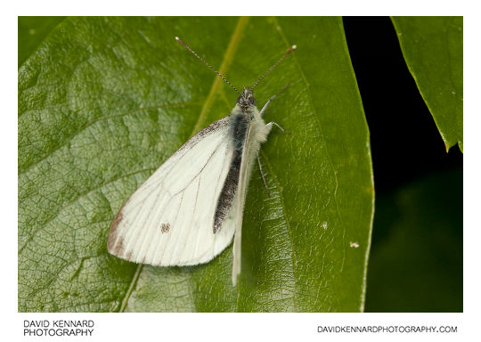 Male Green-veined White butterfly (Pieris napi)