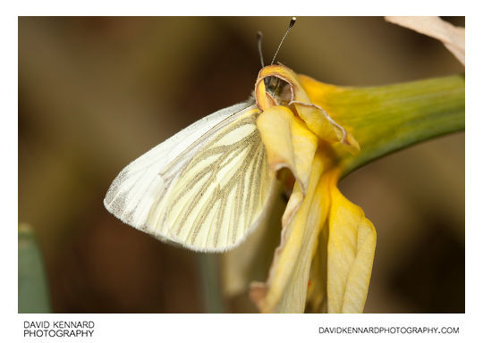 Male Green-veined White butterfly (Pieris napi)