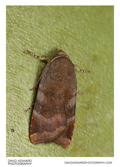 Lesser Broad-bordered Yellow Underwing moth (Noctua janthe)