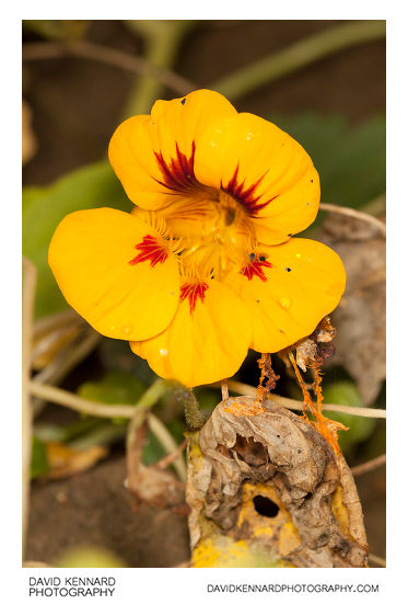 Nasturtium 'Tom Thumb' yellow flower