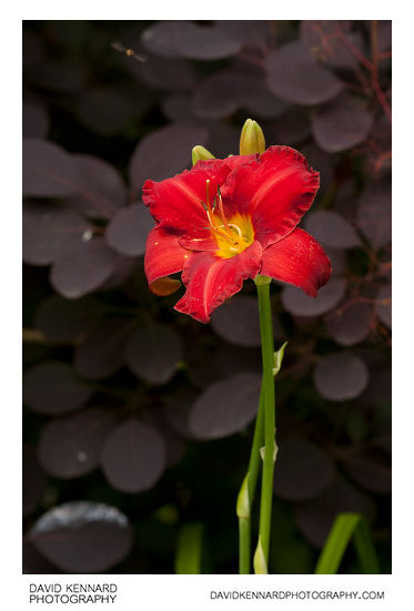 Red Hemerocallis flower