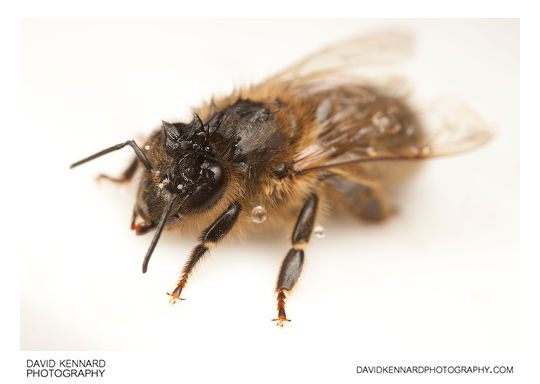 Wet European honey bee (Apis mellifera)