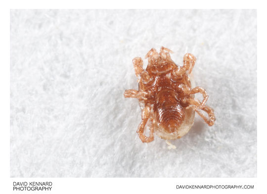 Underside of mite from Aphodius rufipes