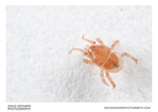 Mite from Aphodius rufipes