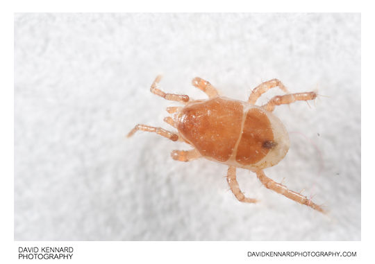 Mite from Aphodius rufipes