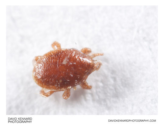 Mite from Aphodius rufipes