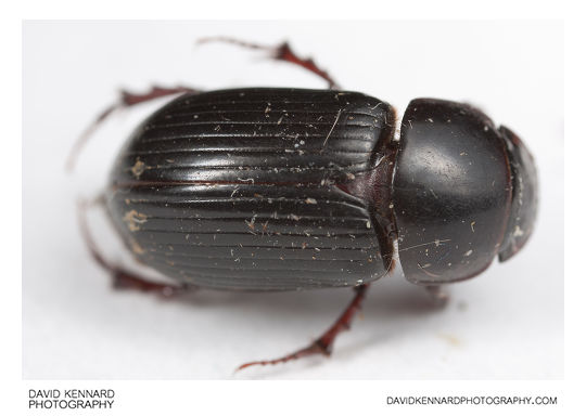 Dead Aphodius rufipes beetle
