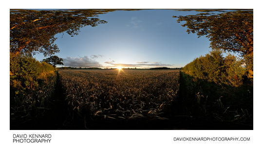 Sunset over wheat field between East Farndon and Market Harborough