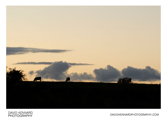 Cattle grazing at twilight