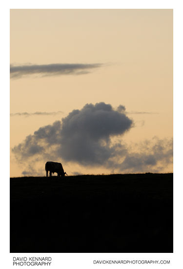 Bull grazing at twilight, near Lubenham and Market Harborough