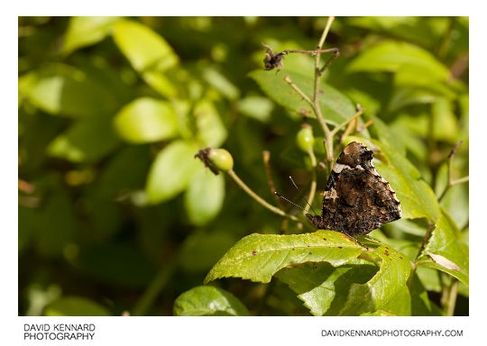 Red Admiral Butterfly (Vanessa atalanta)