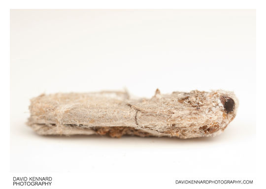 Mummified moth
