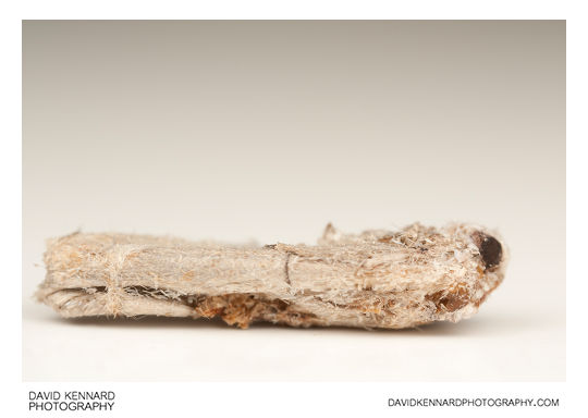 Mummified moth