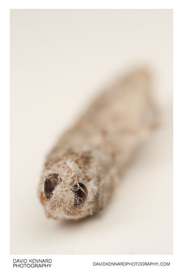 Mummified moth