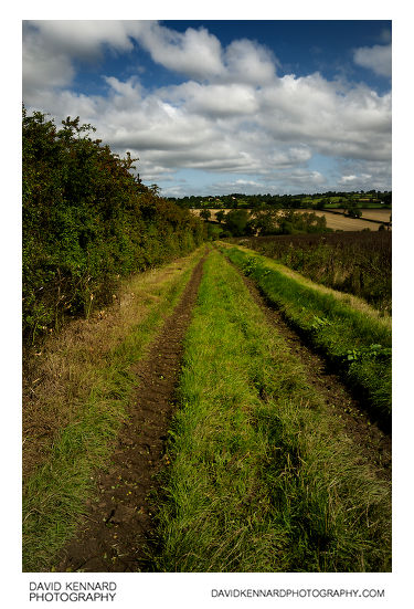 Track and Pea field