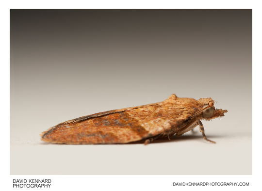 Light brown apple moth (Epiphyas postvittana)