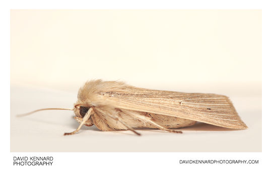 Common Wainscot moth (Mythimna pallens)
