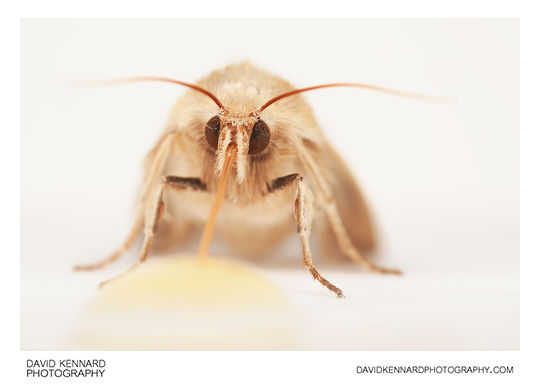 Common Wainscot moth drinking honey