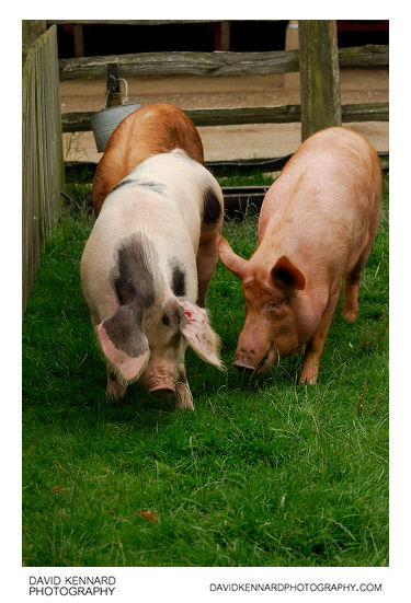 Pigs at Acton Scott Victorian Farm