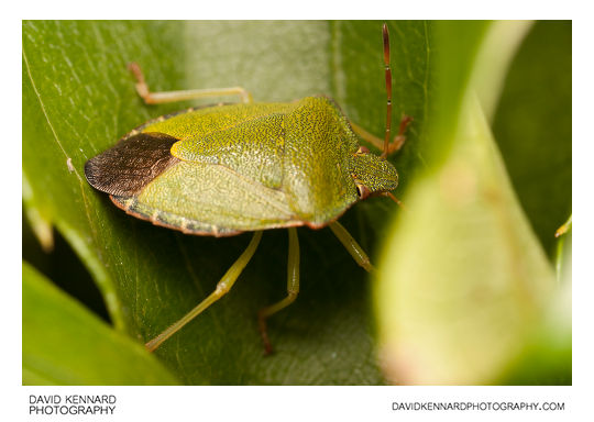 Green Shield bug (Palomena prasina)