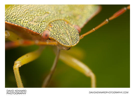 Green Shield bug (Palomena prasina)