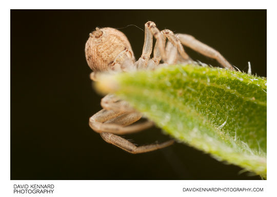 Xysticus cristatus crab spider
