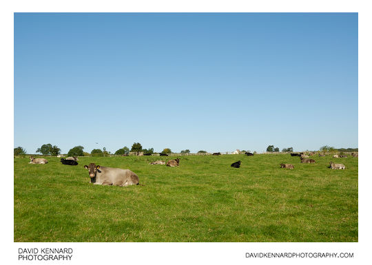 Resting cattle