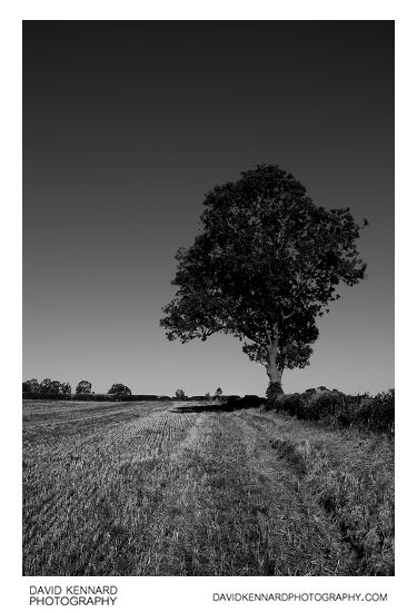 Harvested field and tree, Scalford