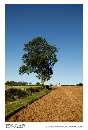 Ploughed field and tree, Scalford
