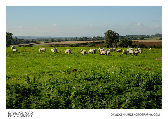 Sheep in field near Goadby Marwood