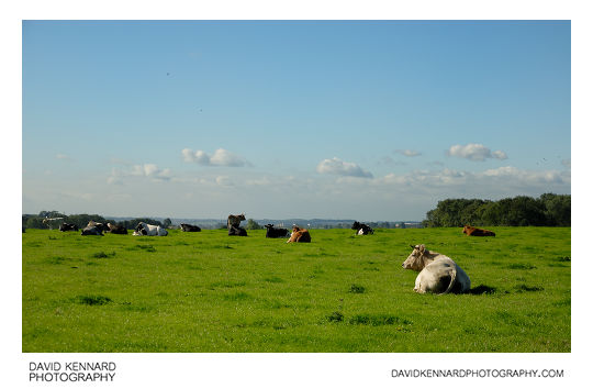 Cattle resting, Goadby Marwood