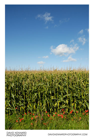 Maize field and blue sky